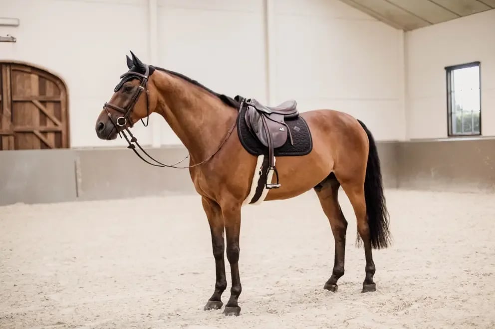 Kentucky Saddle Pad Glitter Rope Jumping - Løwenborg - Kentucky Horsewear