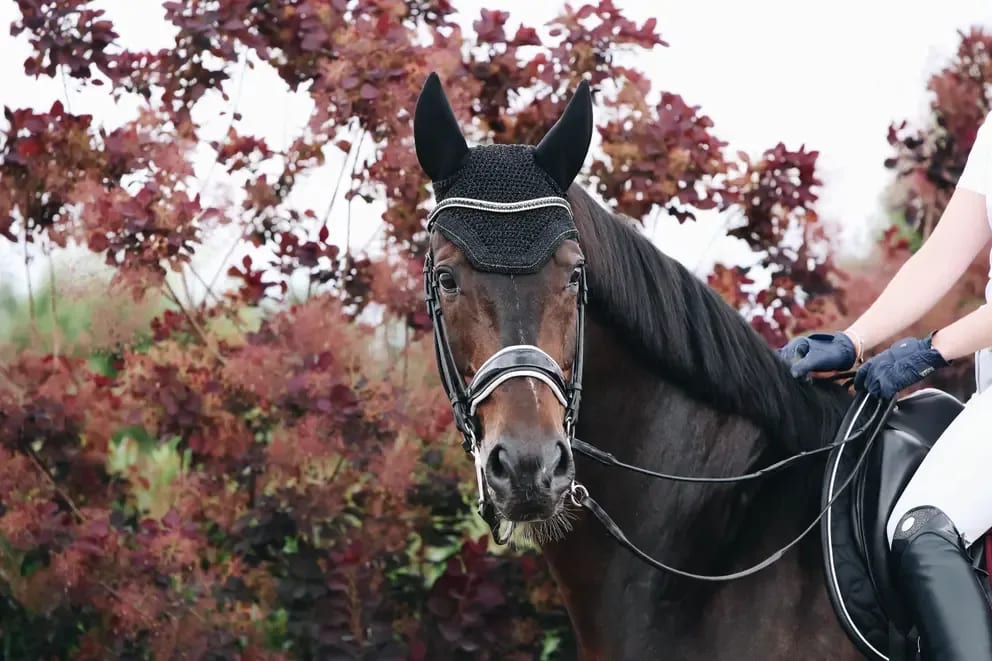 Kentucky Fly veil Wellington Sparkeling - Løwenborg - Kentucky Horsewear