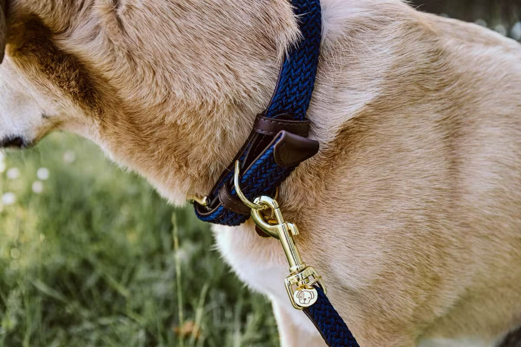 Kentucky Plaited Nylon Dog Collar - Løwenborg - Kentucky Dogwear