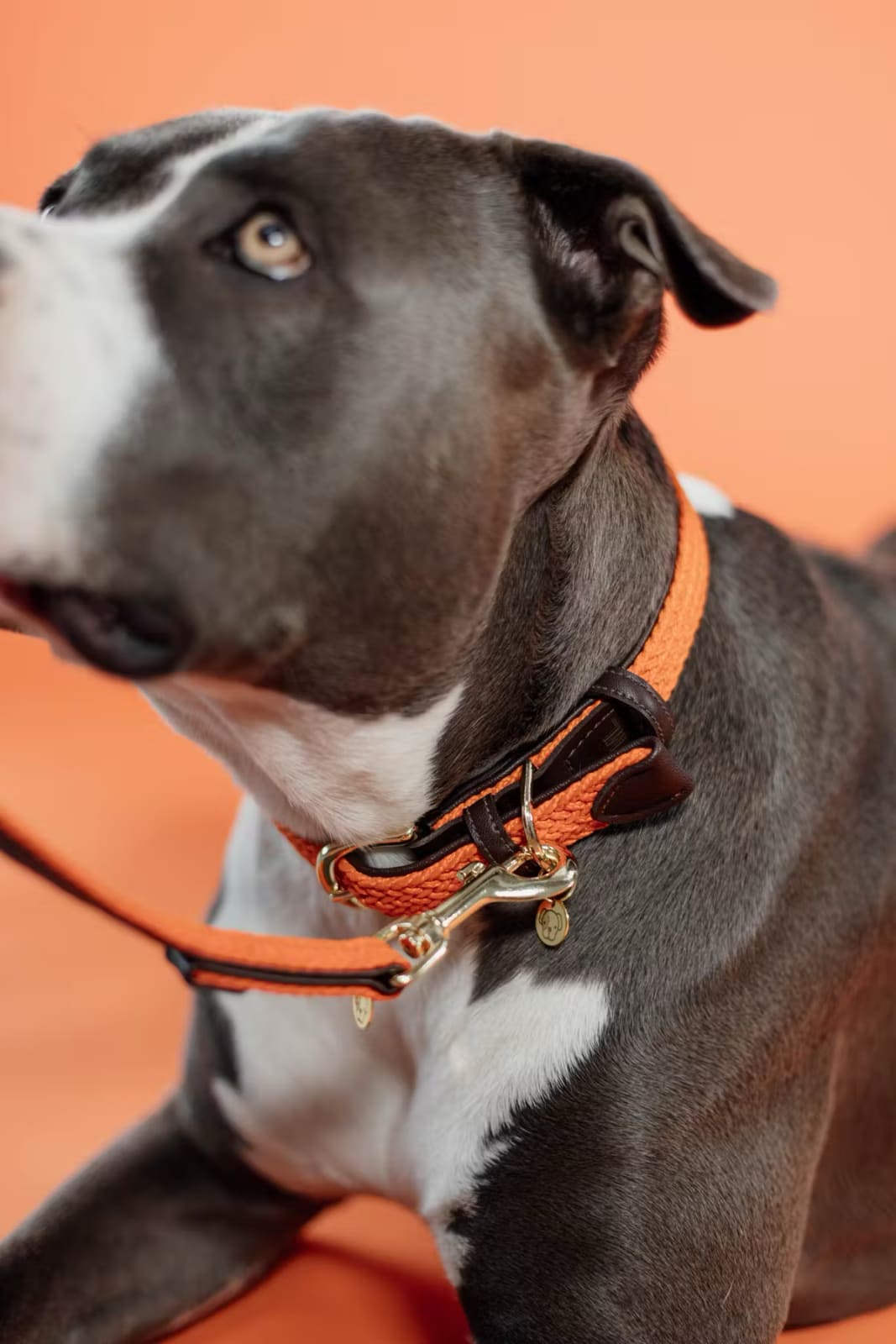 Kentucky Plaited Nylon Dog Collar - Løwenborg - Kentucky Dogwear