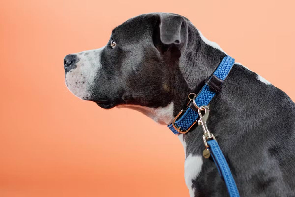 Kentucky Plaited Nylon Dog Collar - Løwenborg - Kentucky Dogwear