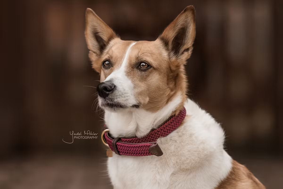 Kentucky Plaited Nylon Dog Collar - Løwenborg - Kentucky Dogwear