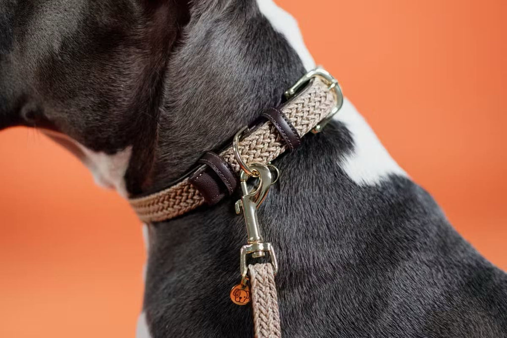 Kentucky Plaited Nylon Dog Collar - Løwenborg - Kentucky Dogwear
