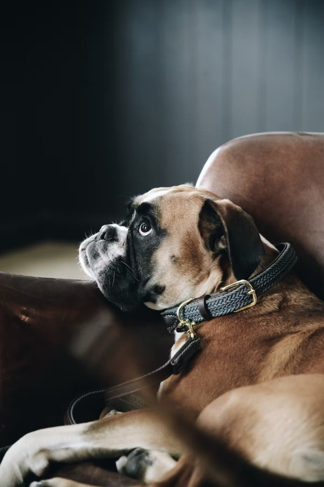 Kentucky Plaited Nylon Dog Collar - Løwenborg - Kentucky Dogwear
