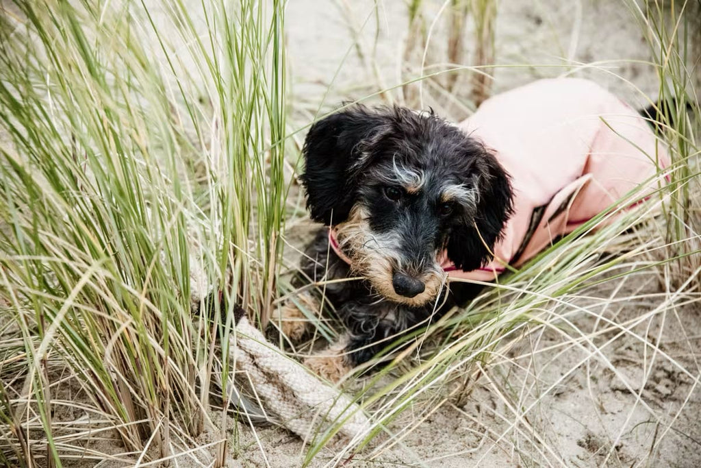 Kentucky Dog Coat Waterproof - Løwenborg - Kentucky Dogwear