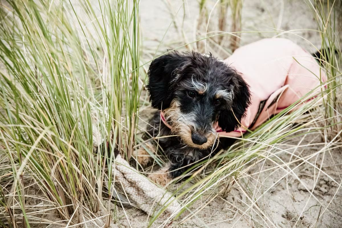 Kentucky Dog Coat Waterproof - Løwenborg - Kentucky Dogwear