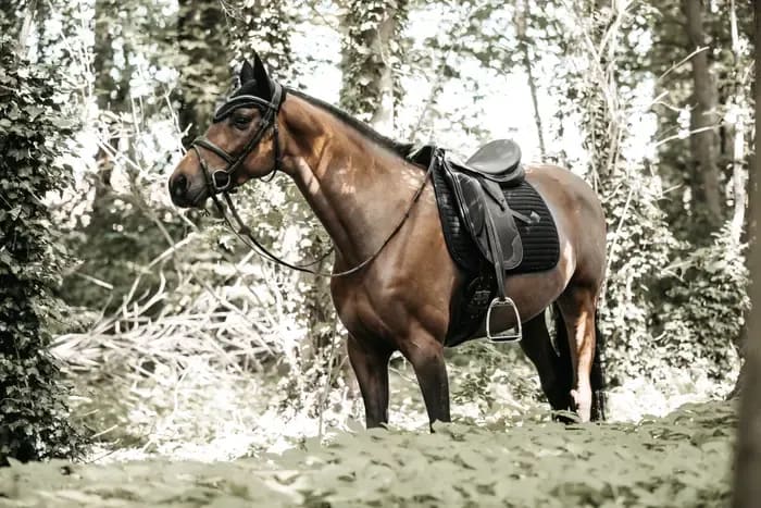Kentucky Saddle Pad Pearls Dressage - Løwenborg - Kentucky Horsewear