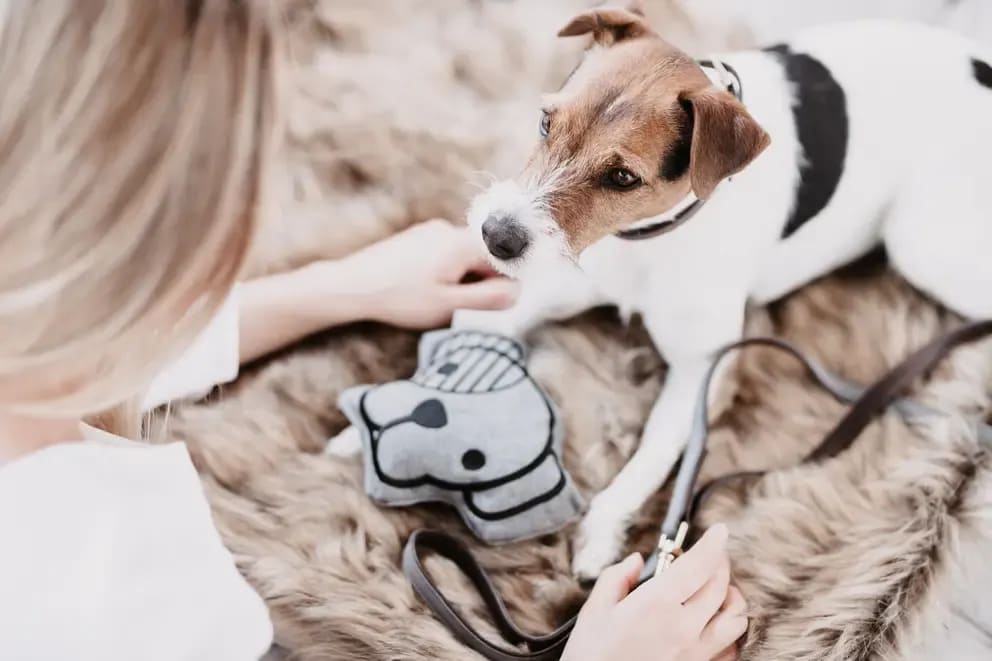 Kentucky Dog Toy Head - Løwenborg - Kentucky Dogwear