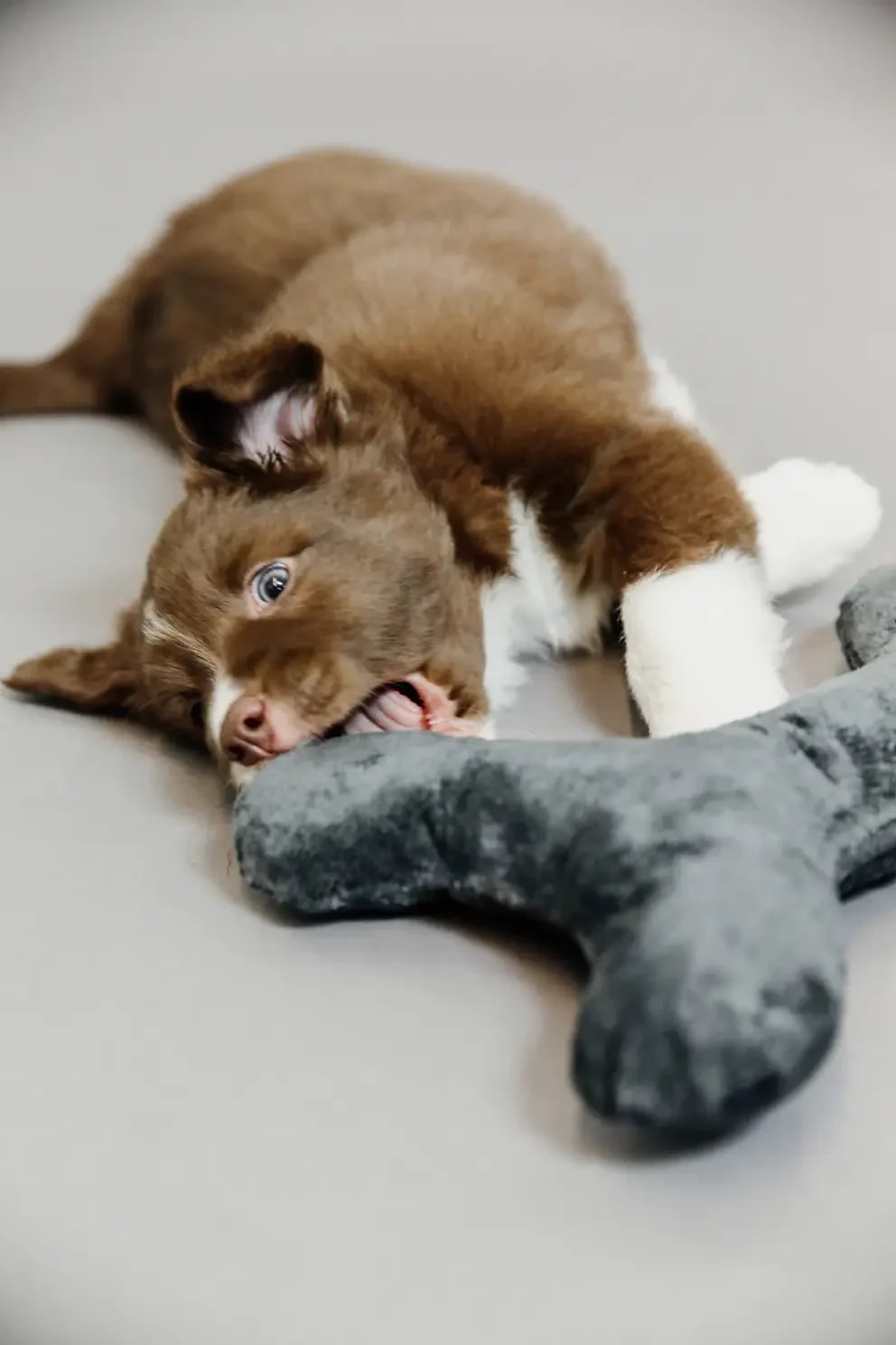 Kentucky Dog Toy Bone - Løwenborg - Kentucky Dogwear