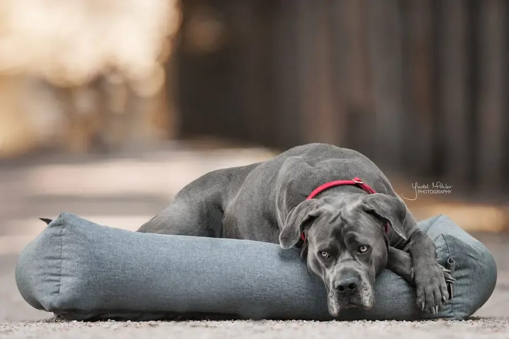 Kentucky Dog Bed Soft Sleep - Løwenborg - Kentucky Dogwear