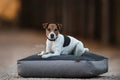 Kentucky Dog Bed Soft Pillow - Løwenborg - Kentucky Dogwear
