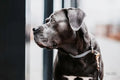 Kentucky Dog Collar Loop - Løwenborg - Kentucky Dogwear