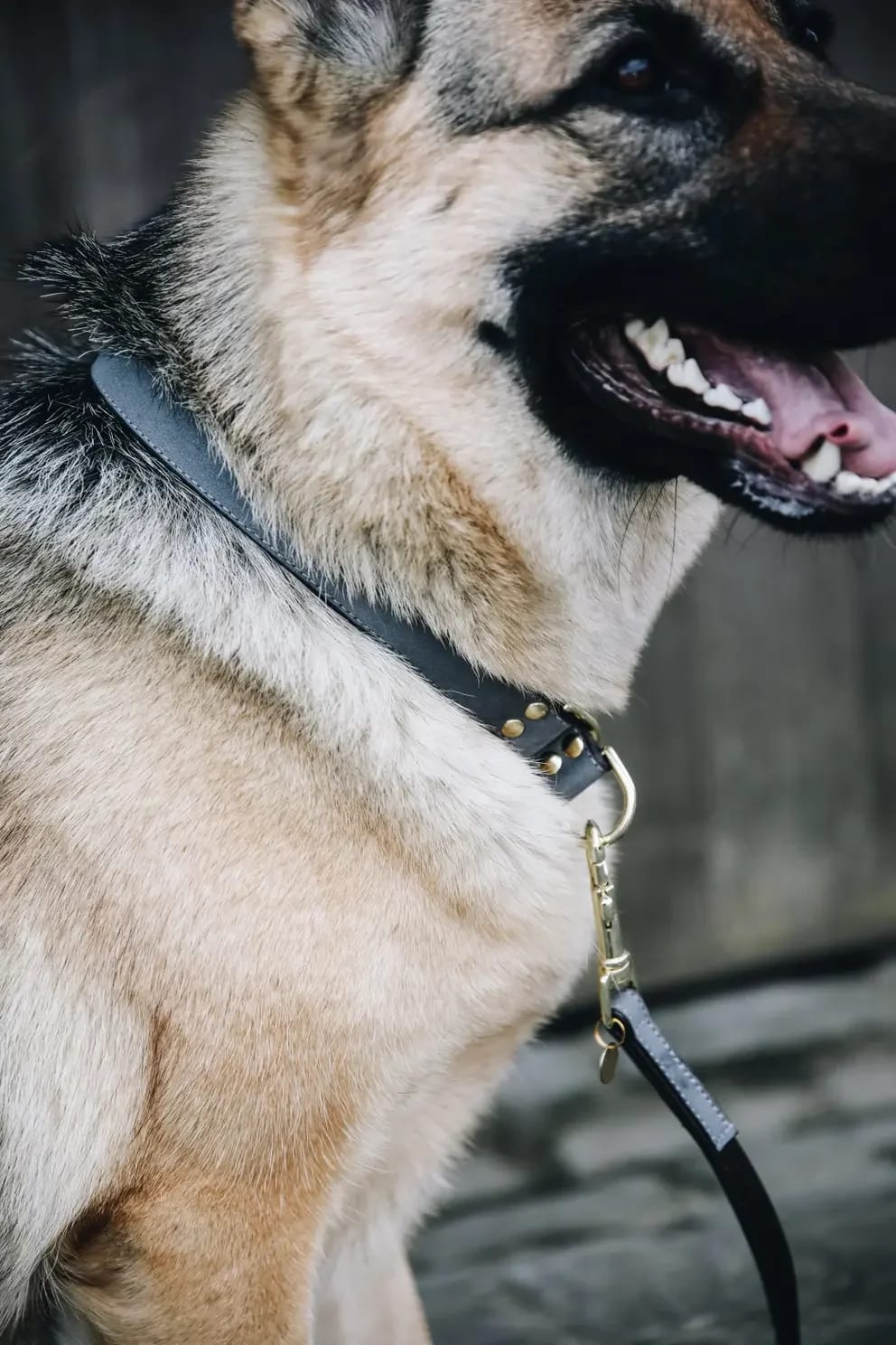 Kentucky Dog Collar Loop - Løwenborg - Kentucky Dogwear