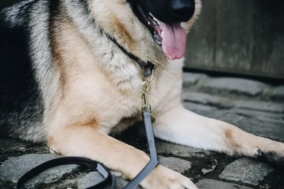 Kentucky Dog Collar Loop - Løwenborg - Kentucky Dogwear
