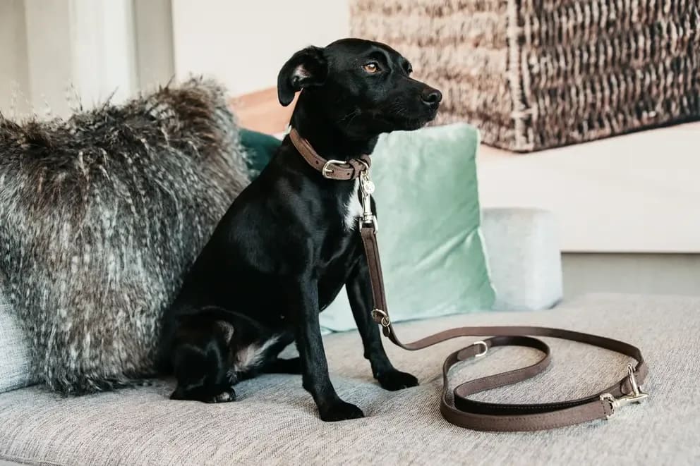 Kentucky Dog Lead Leather Velvet - Løwenborg - Kentucky Dogwear