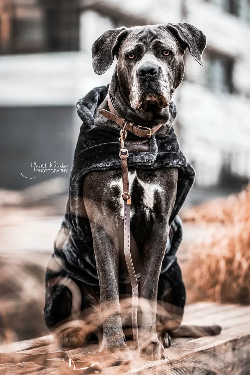 Kentucky Dog Lead Leather Velvet - Løwenborg - Kentucky Dogwear