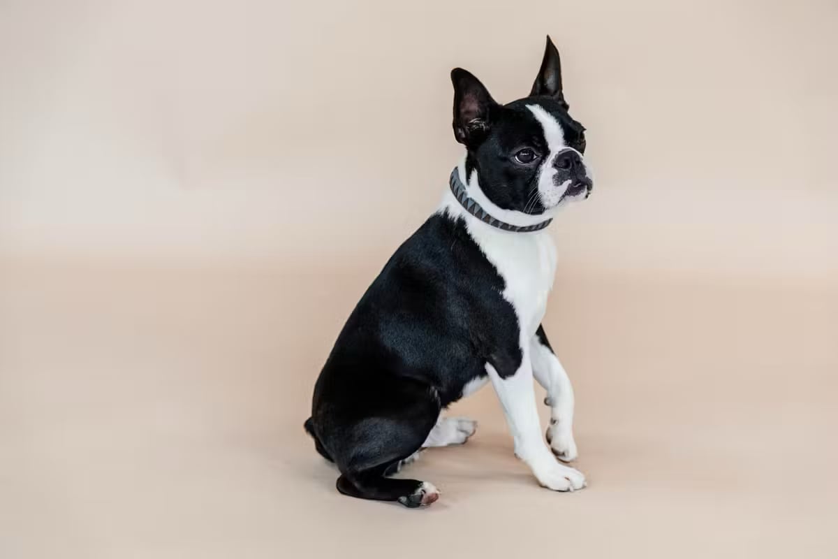 Kentucky Dog Collar Triagle - Løwenborg - Kentucky Dogwear