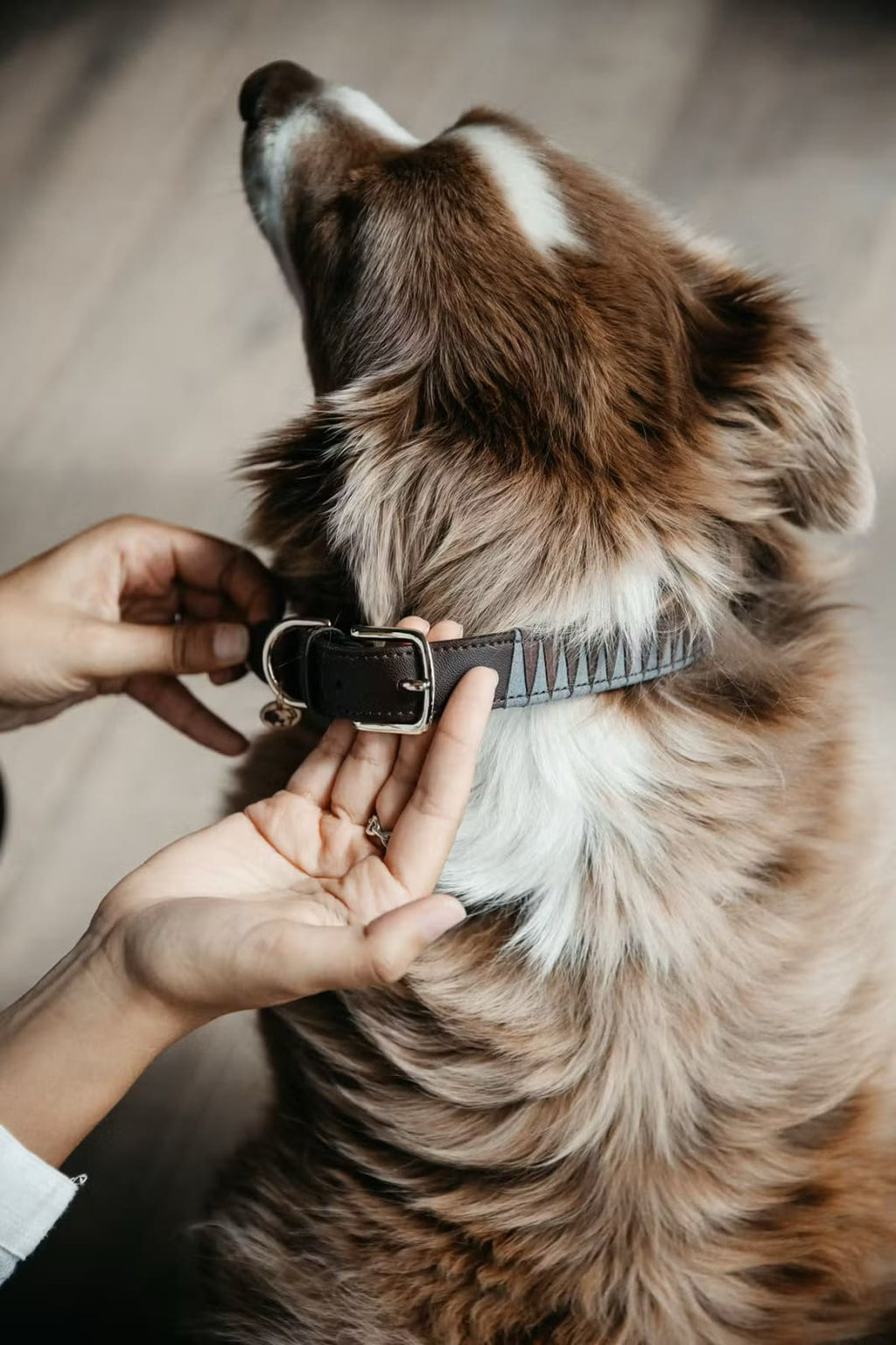 Kentucky Dog Collar Triagle - Løwenborg - Kentucky Dogwear