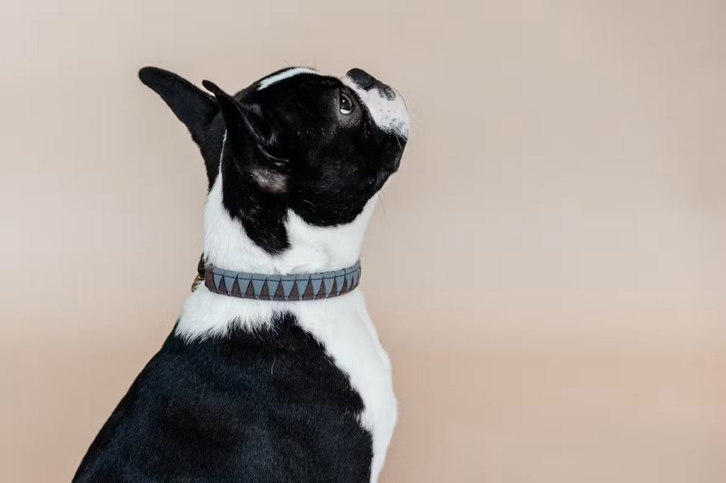 Kentucky Dog Collar Triagle - Løwenborg - Kentucky Dogwear