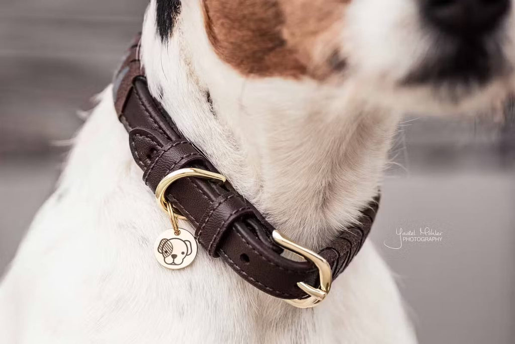Kentucky Dog Collar Triagle - Løwenborg - Kentucky Dogwear