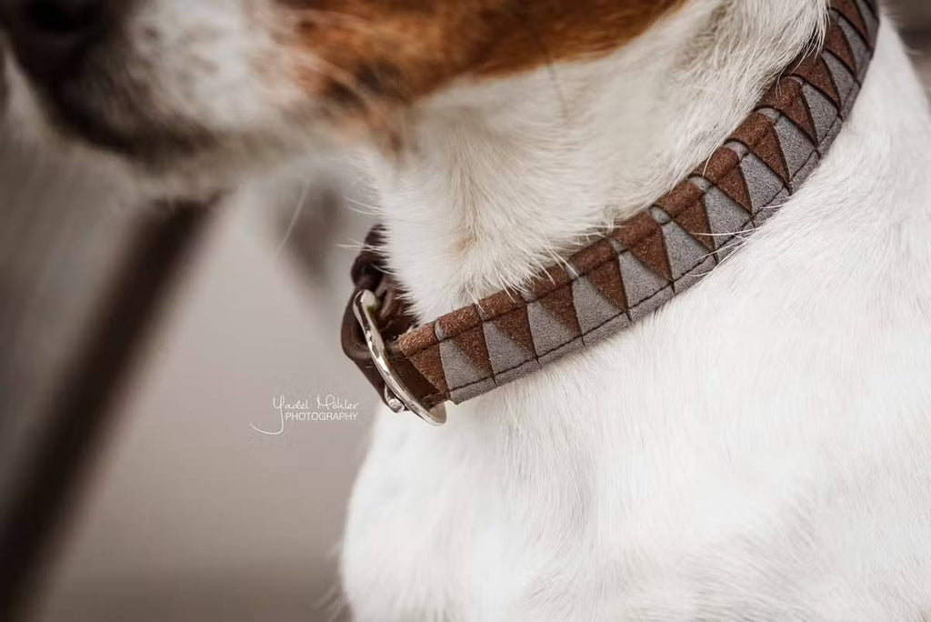 Kentucky Dog Collar Triagle - Løwenborg - Kentucky Dogwear