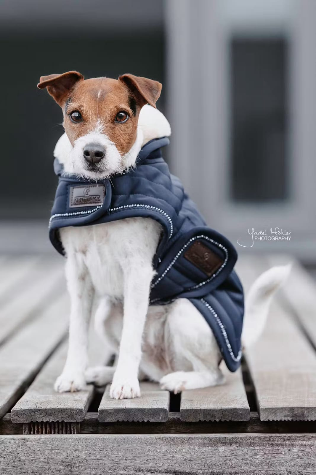 Kentucky Dog Coat Pearls - Løwenborg - Kentucky Dogwear