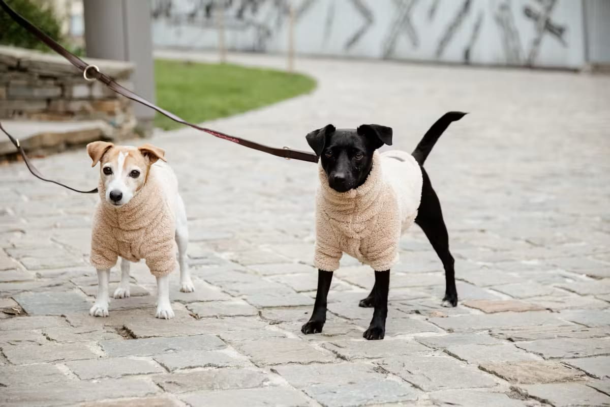 Kentucky Dog Sweater Teddy Fleece - Løwenborg - Kentucky Dogwear