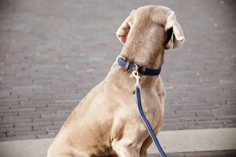 Kentucky Plaited Nylon Dog Lead - Løwenborg - Kentucky Dogwear