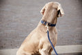 Kentucky Plaited Nylon Dog Lead - Løwenborg - Kentucky Dogwear