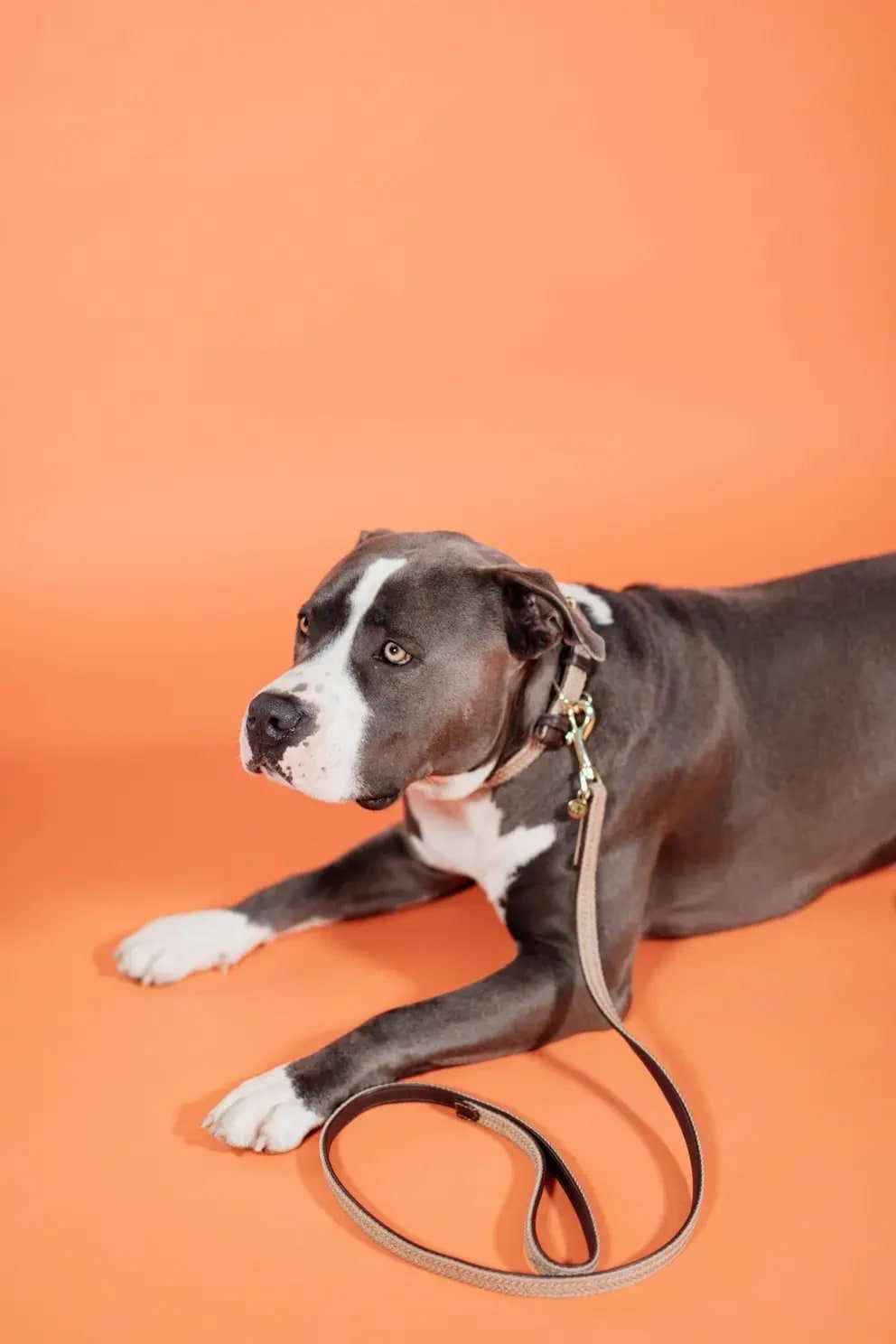 Kentucky Plaited Nylon Dog Lead - Løwenborg - Kentucky Dogwear