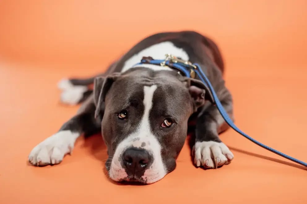 Kentucky Plaited Nylon Dog Lead - Løwenborg - Kentucky Dogwear