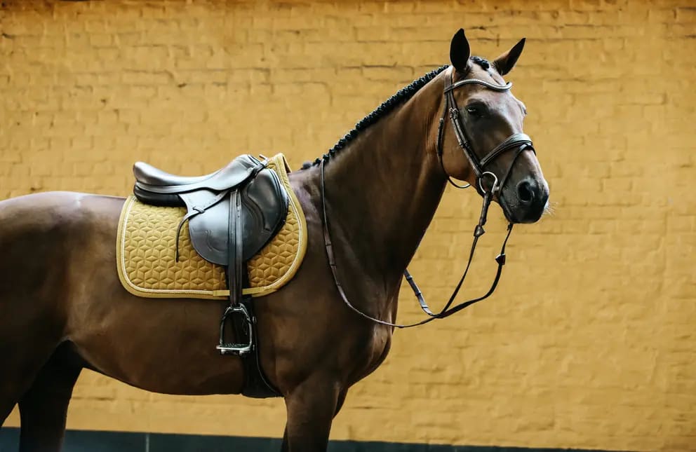 Kentucky Saddle Pad Velvet Jumping - Løwenborg - Kentucky Horsewear