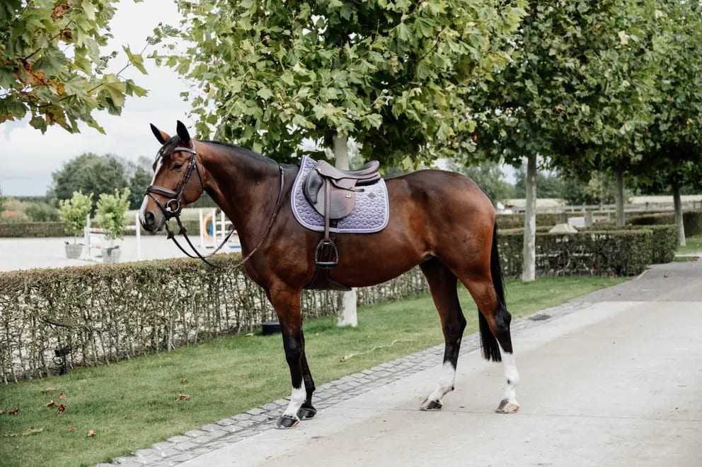 Kentucky Saddle Pad Velvet Jumping - Løwenborg - Kentucky Horsewear