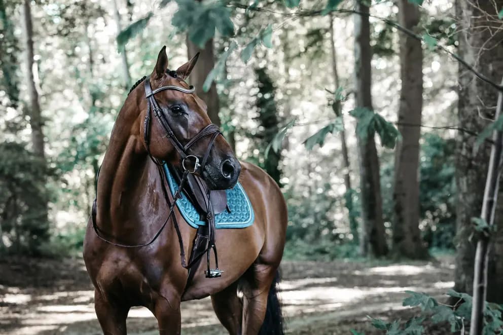 Kentucky Saddle Pad Velvet Jumping - Løwenborg - Kentucky Horsewear