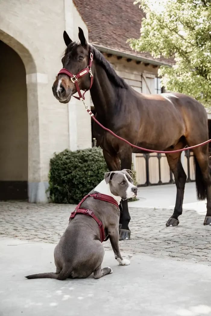 Kentucky Lead Rope Basic - Løwenborg - Kentucky Horsewear