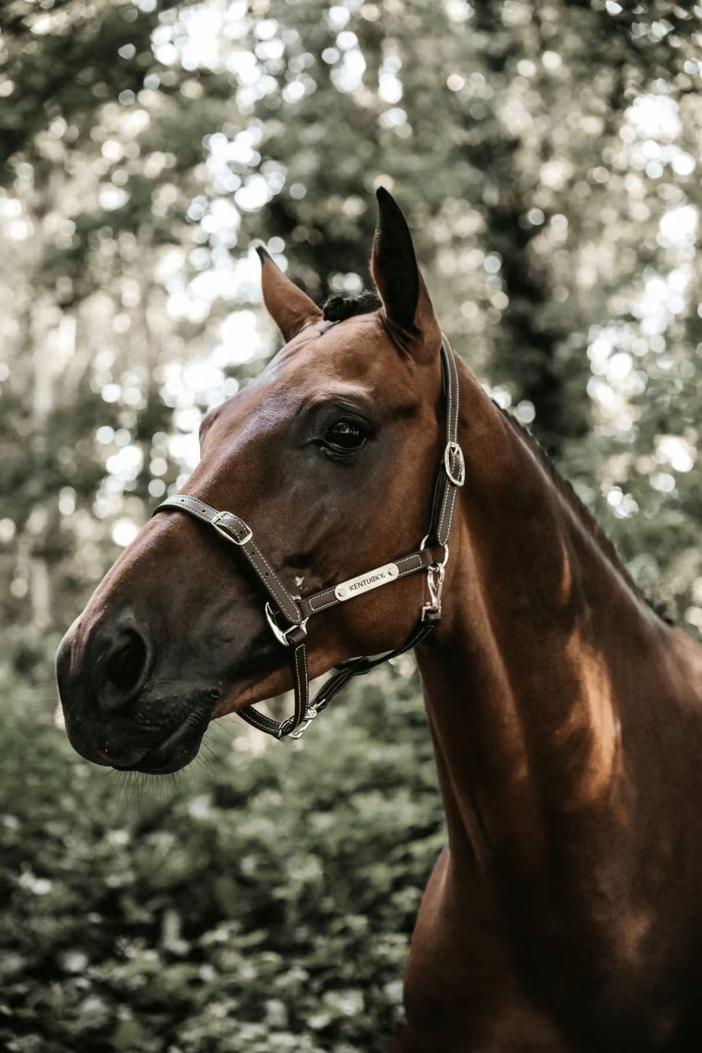 Kentucky Leather Halter Flexible - Løwenborg - Kentucky Horsewear