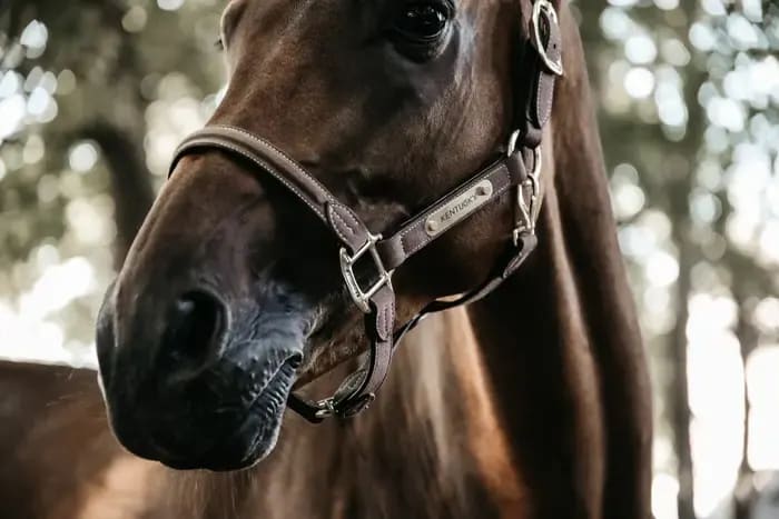 Kentucky Anatomic Suede Halter - Løwenborg - Kentucky Horsewear