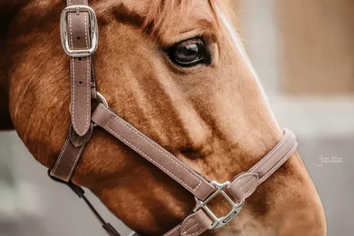 Kentucky Anatomic Suede Halter - Løwenborg - Kentucky Horsewear