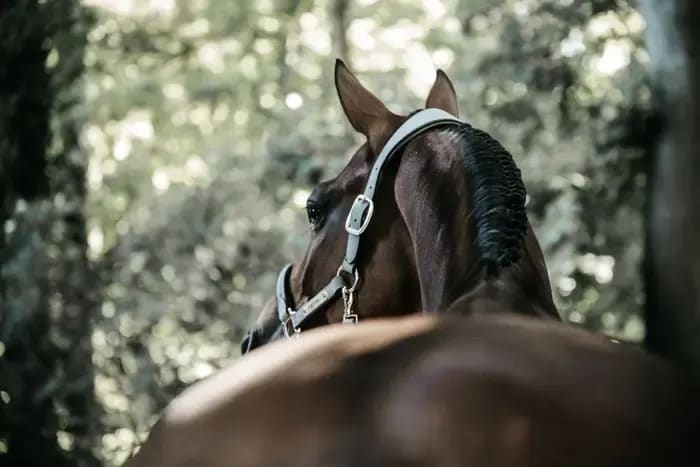 Kentucky Anatomic Suede Halter - Løwenborg - Kentucky Horsewear