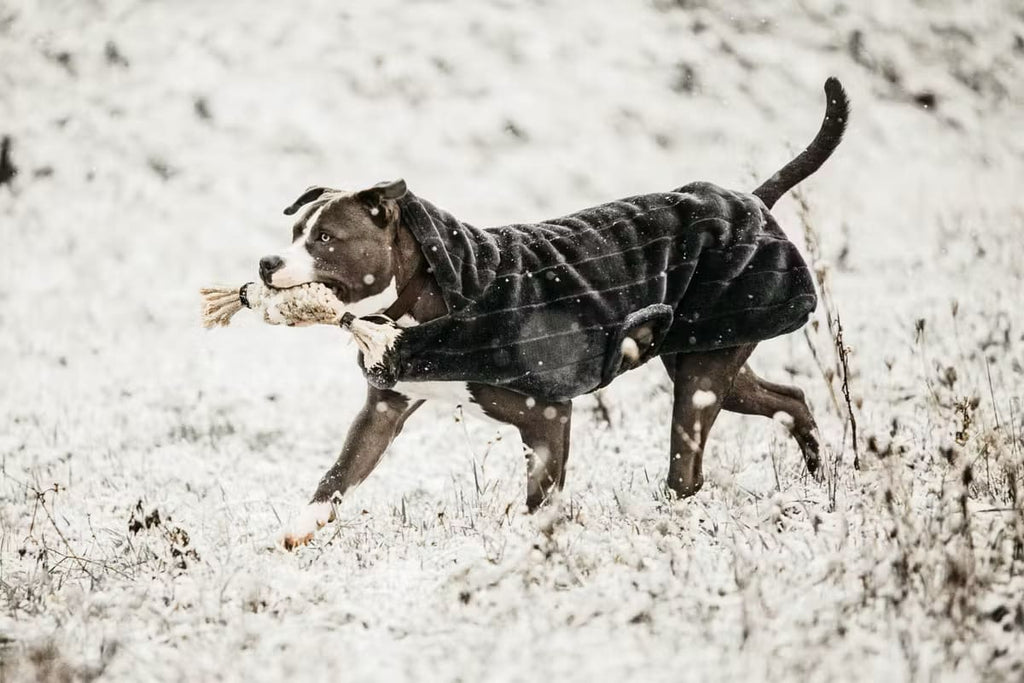 Kentucky Dog Coat Vegan Fur - Løwenborg - Kentucky Dogwear