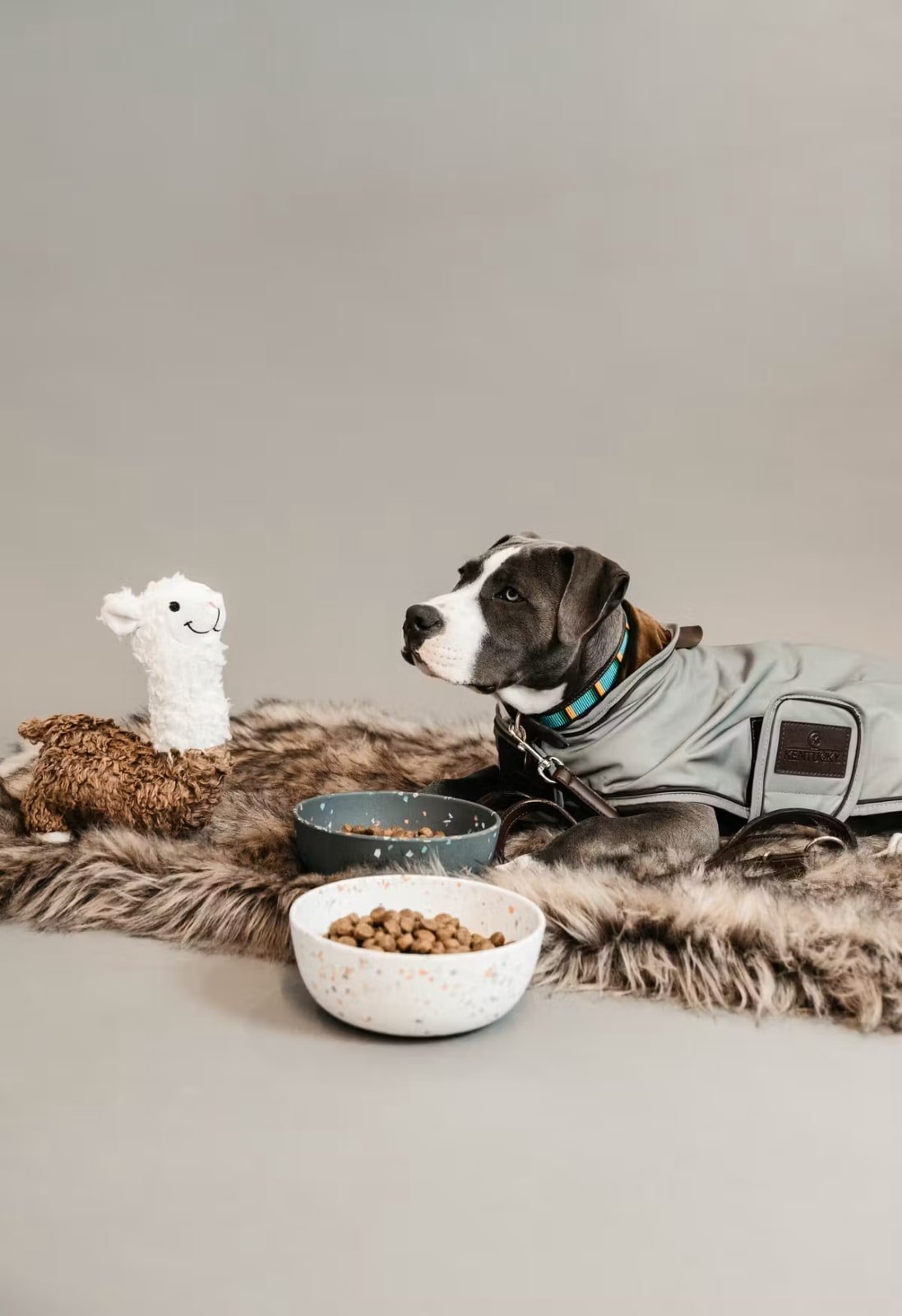 Kentucky Dog Coat Reflective Water Repellent - Løwenborg - Kentucky Dogwear