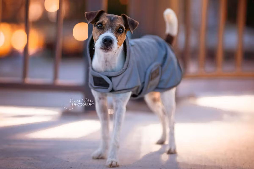 Kentucky Dog Coat Reflective Water Repellent - Løwenborg - Kentucky Dogwear