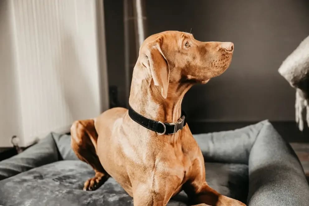 Kentucky Dog Collar Corduroy - Løwenborg - Kentucky Dogwear