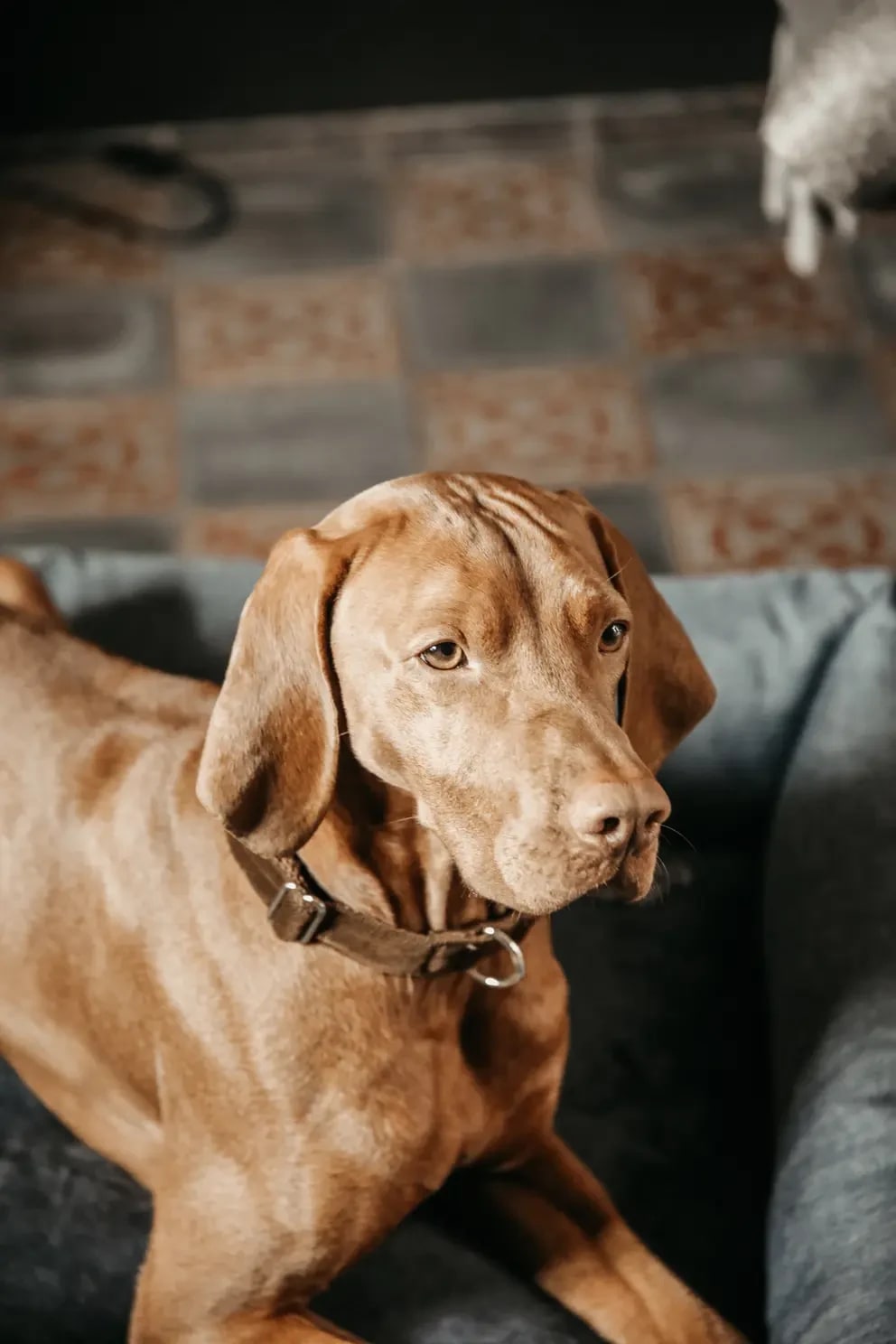 Kentucky Dog Collar Corduroy - Løwenborg - Kentucky Dogwear