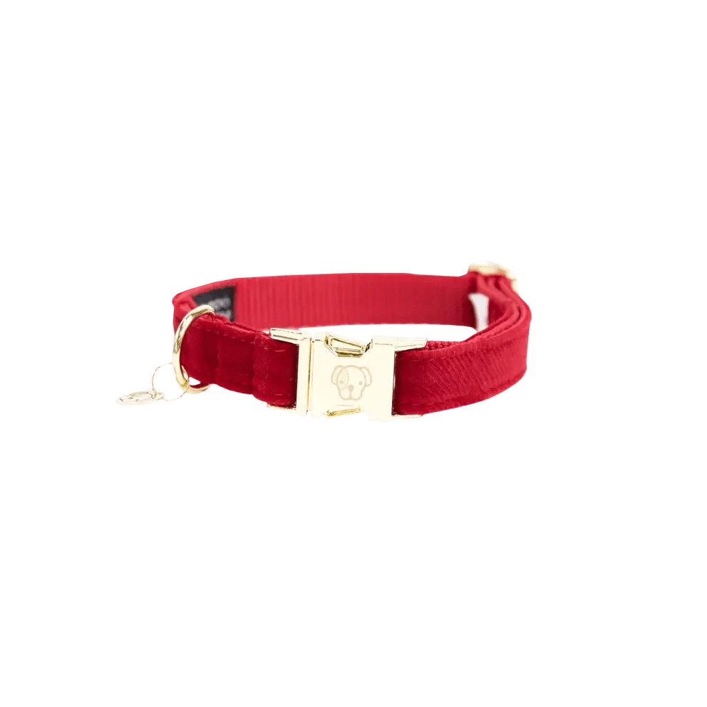 Kentucky Dog Collar Corduroy