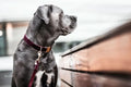 Kentucky Dog Lead Corduroy - Løwenborg - Kentucky Dogwear