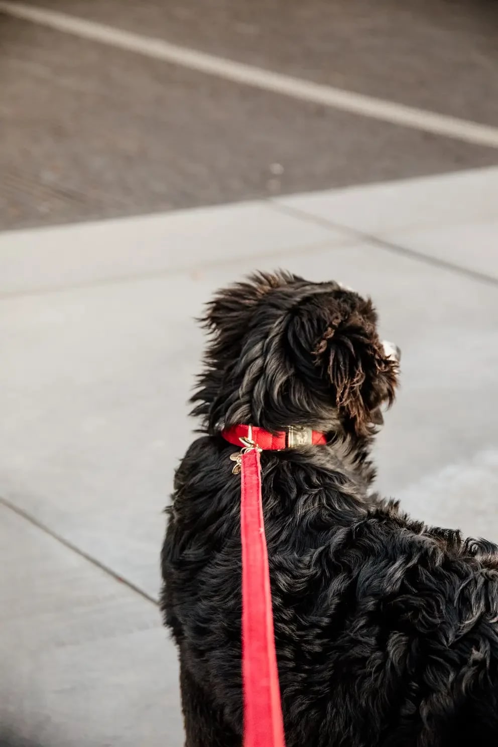 Kentucky Dog Lead Corduroy - Løwenborg - Kentucky Dogwear