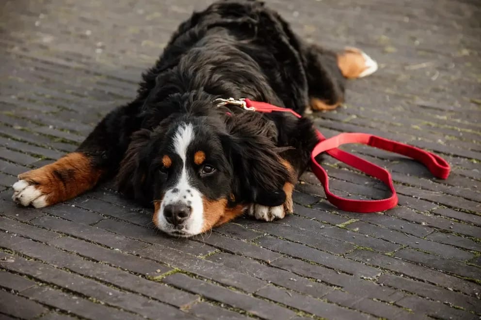 Kentucky Dog Lead Corduroy - Løwenborg - Kentucky Dogwear