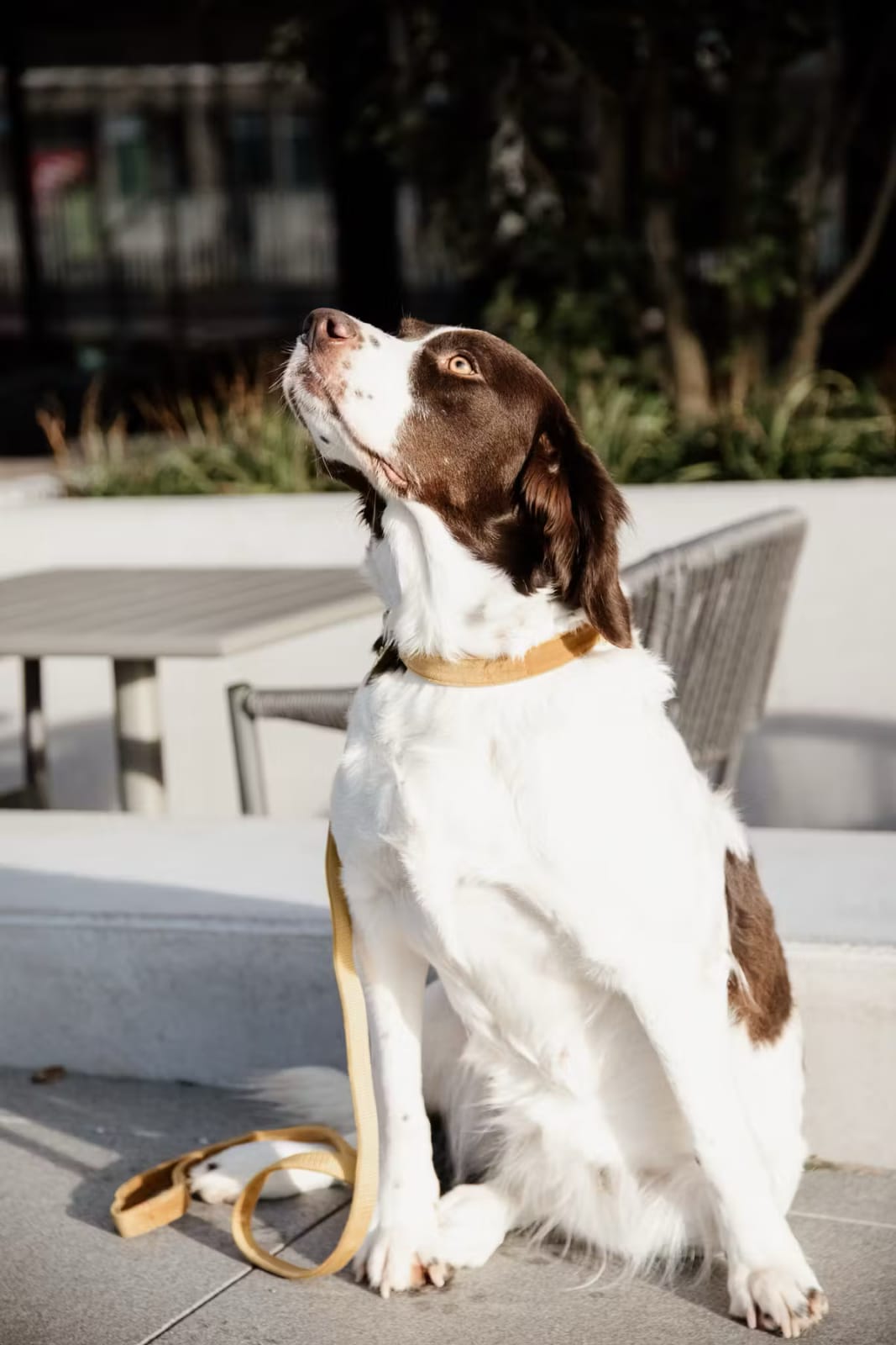 Kentucky Dog Collar Velvet - Løwenborg - Kentucky Dogwear