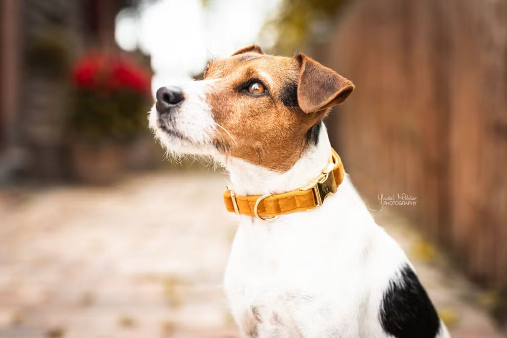 Kentucky Dog Collar Velvet - Løwenborg - Kentucky Dogwear